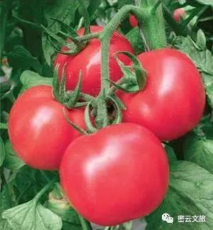 密云冬季休闲采摘，草莓、樱桃、西红柿等多种果蔬，可以承包一年的甜蜜味道[墙根网]