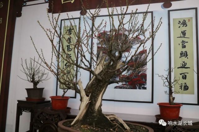 2021年第二届北京长城梅花节 将于2月4日盛大开幕[墙根网]