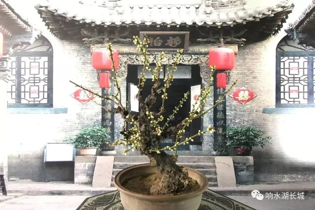 2021年第二届北京长城梅花节 将于2月4日盛大开幕[墙根网]