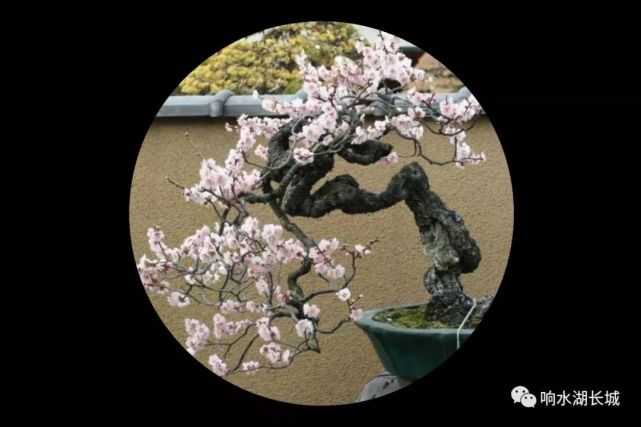 2021年第二届北京长城梅花节 将于2月4日盛大开幕[墙根网]
