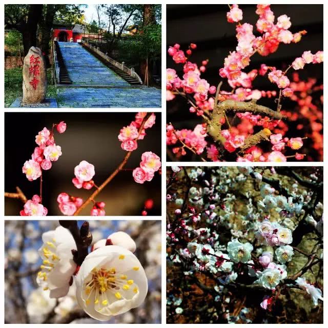 北京去哪里看梅花 可以来这几个景区踏雪寻梅[墙根网]