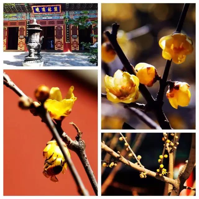 北京去哪里看梅花 可以来这几个景区踏雪寻梅[墙根网]