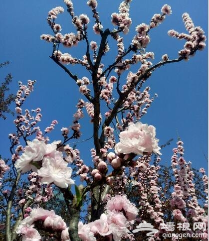 解语花丨元大都遗址公园海棠花溪攻略 解语花丨元大都遗址公园海棠花溪攻略