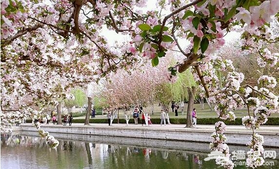 解语花丨元大都遗址公园海棠花溪攻略 解语花丨元大都遗址公园海棠花溪攻略