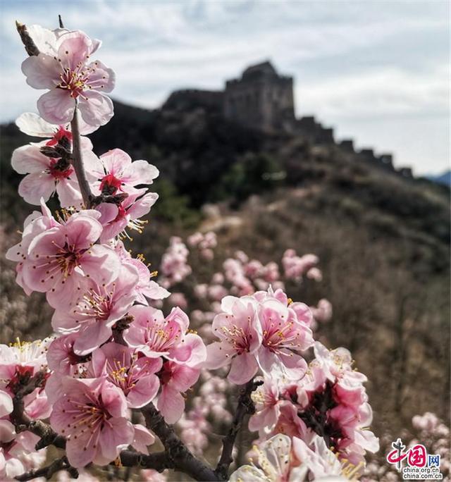 四月，2020第八届金山岭长城杏花节开启云赏花[墙根网]