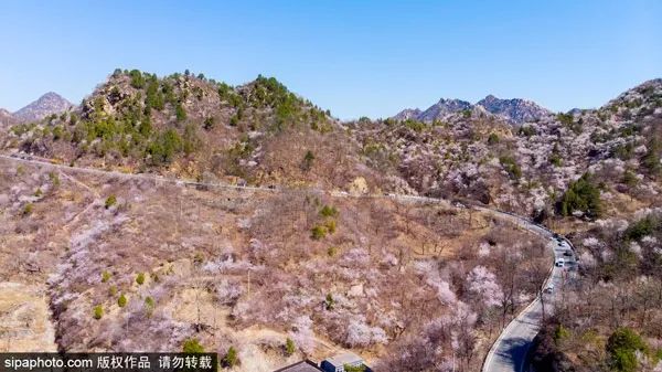 桃花娇艳，杏花如雪，北京这条梦幻公路刷屏了！[墙根网]