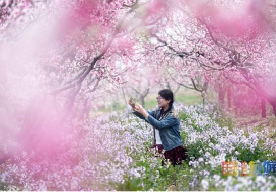 2021北京平谷第二十三届桃花节4月4日开幕：花海徜徉 乐享休闲