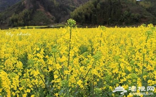 房山长沟金色的油菜花海 来源:刘立 房山长沟金色的油菜花海 来源:刘立