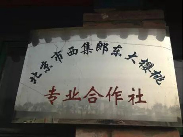 通州樱桃又大又甜，开启今年的樱桃采摘之旅吧[墙根网]