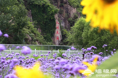北京的人间花海