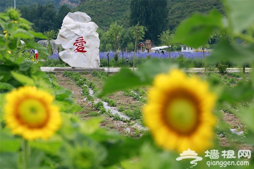 北京的人间花海[墙根网]
