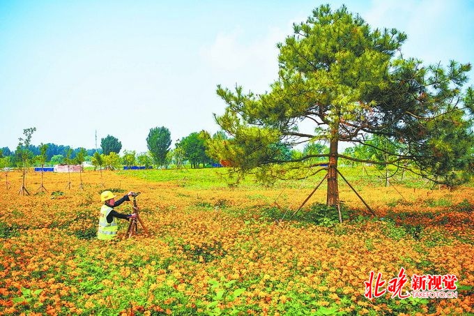 北京副中心城市绿心9月底开园，提前4个月落成，实现森林入城[墙根网]