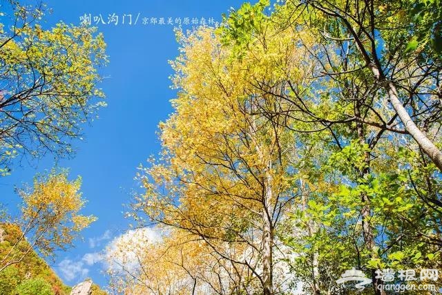 九月别约我 我去京郊最美的原始森林赏秋色了