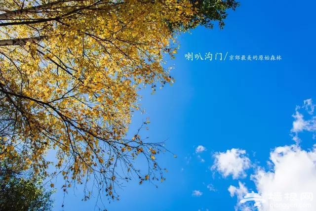九月别约我 我去京郊最美的原始森林赏秋色了