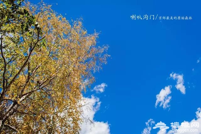九月别约我 我去京郊最美的原始森林赏秋色了