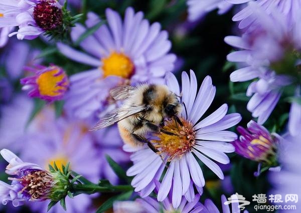 延庆万亩四季花海盛放，艳遇北京的小普罗旺斯[墙根网]