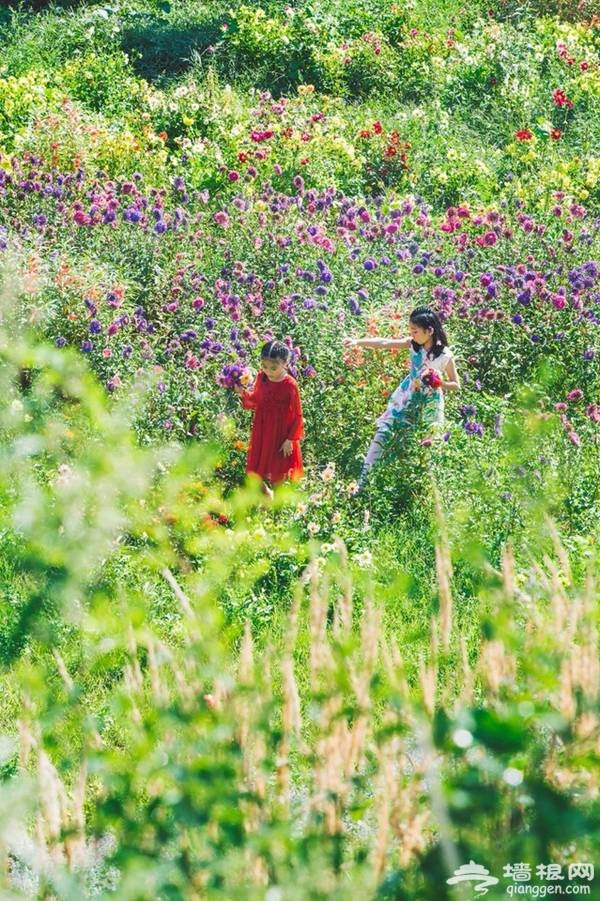 延庆万亩四季花海盛放，艳遇北京的小普罗旺斯[墙根网]