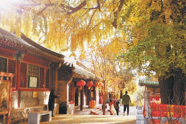 潭柘寺银杏